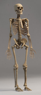 skeleton_12_08_19g.jpg