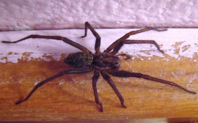 House-spider-_Tege_1489352c.jpg