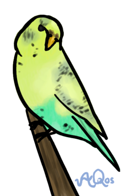 budgie.png