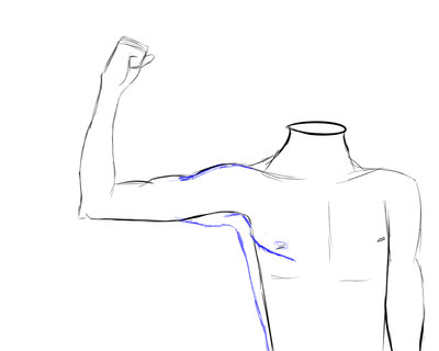 antonomy upper body.jpg