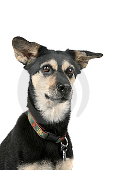 cute-dog-with-pointed-ears-and-an-alert-face-thumb7898000.jpg