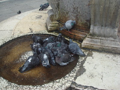 pidgeon_bath_by_Raepunsel.jpg