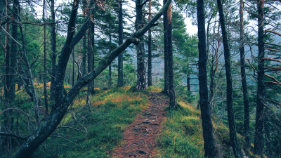 2019_09_14 forest_path.jpg