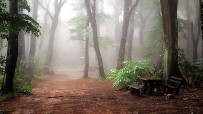 2019_09_14 misty_forest.jpg