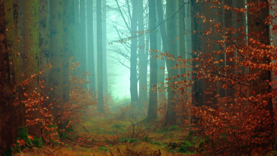 2019_09_14 misty_forest_2.jpg