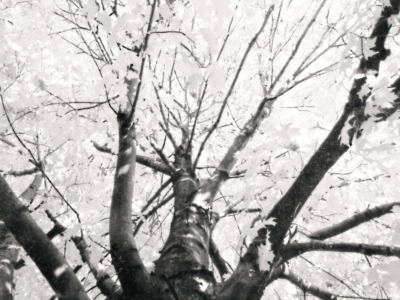 Autumn Tree - BW - BG.png