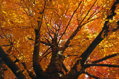 Autumn Tree.png