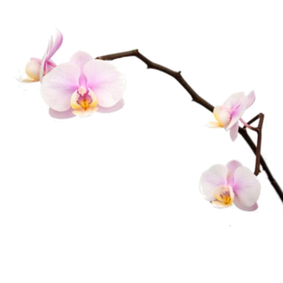 Pink-Orchid-Stock.png