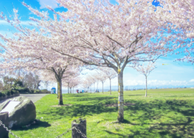 RICHMOND_SAKURA.png