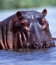 hippo.jpg